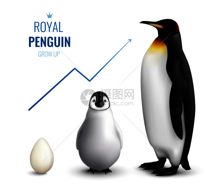 皇家企鹅生命周期写实海报与蛋鸡成人指示成长箭头矢量插图图片