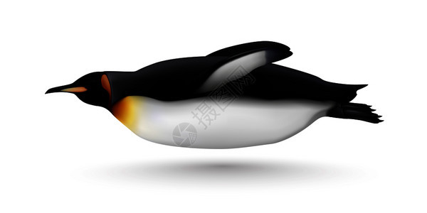 飞行游泳美丽的国王企鹅特写侧视现实图像白色背景矢量插图图片