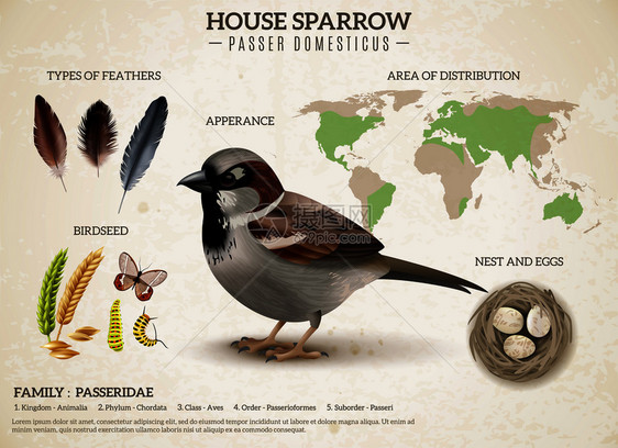 鸟类方案合与真实的麻雀图像羽毛种子图像世界矢量插图图片