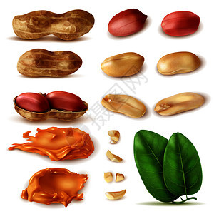 真实的花生套豆壳与绿叶花生酱矢量插图图像图片