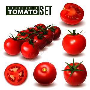 真实的番茄图像与单个番茄果实与阴影文本矢量插图图片