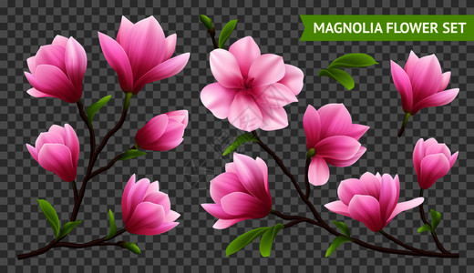 玉兰花图片 玉兰花素材 玉兰花高清图片 摄图网图片下载 第6页