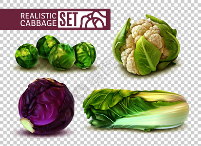 真实的与芽甘蓝大白菜花椰菜分离透明的背景矢量插图图片