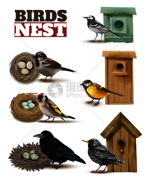 鸟巢可编辑的文本真实的鸟类图像与野生鸟巢鸟巢矢量插图图片