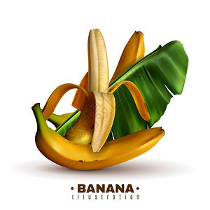真实的香蕉背景,可编辑的文本真实的香蕉水果图像与皮肤叶子矢量插图图片