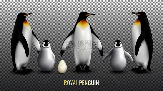 皇家企鹅写实与蛋鸡成鸟类透明的背景矢量插图图片