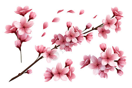 白色背景矢量插图上分离出美丽的樱花枝花花瓣图片