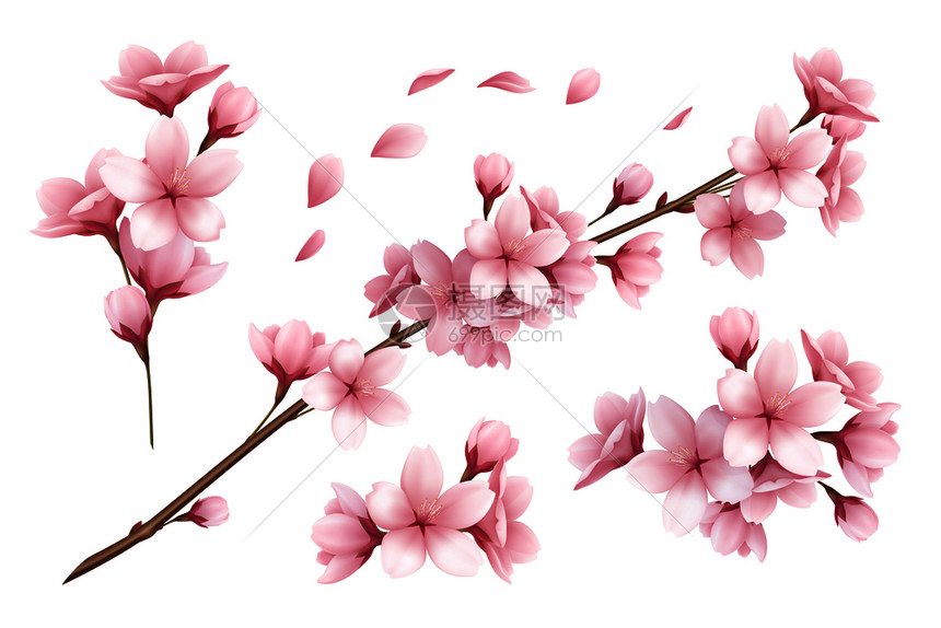 白色背景矢量插图上分离出美丽的樱花枝花花瓣插画图片下载 正版图片 摄图网