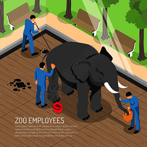 动物园工作人员喂养清洗大象清洁他的房子等距矢量插图期间用专业工具图片