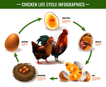 鸡生命周期阶段可育卵胚胎发育孵化雏鸡载体插图的真实信息图成背景图片
