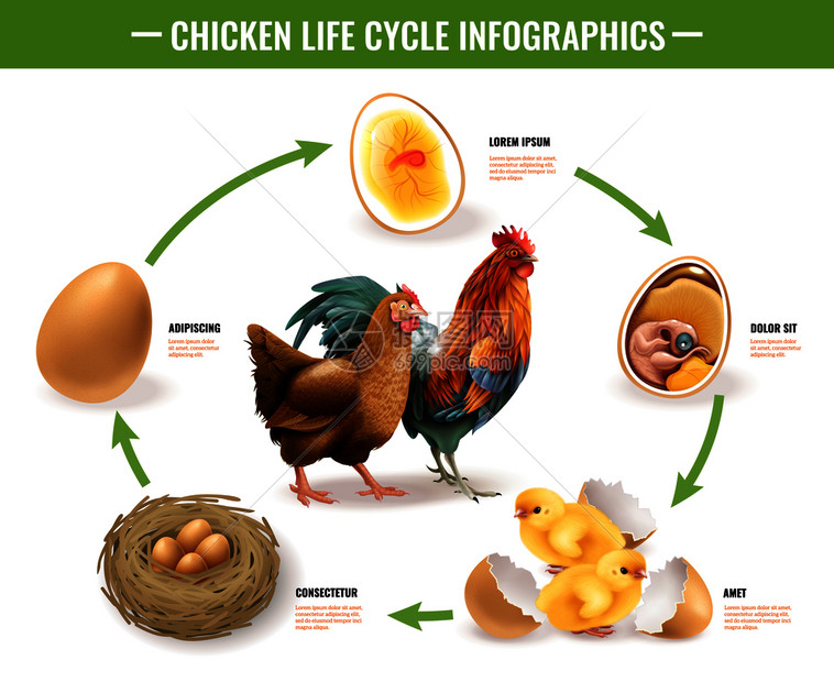 鸡生命周期阶段可育卵胚胎发育孵化雏鸡载体插图的真实信息图成图片