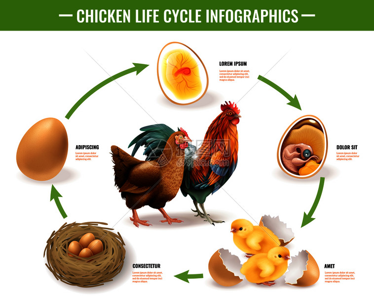 鸡的成长过程图解图片
