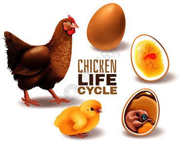 鸡生命周期阶段的现实成可育卵胚发育孵化成载体插图背景图片