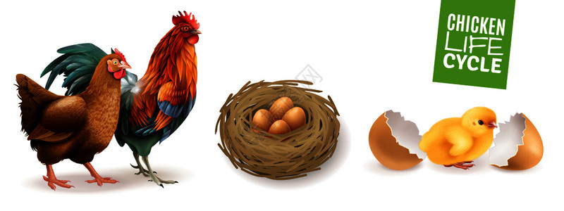 鸡生命周期写实水平公鸡肥沃的鸡蛋新孵化的小鸡矢量插图背景图片