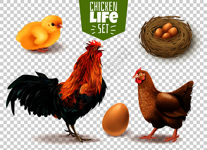 鸡的生命周期现实产卵小鸡孵化成鸟类透明背景矢量插图图片