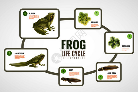 青蛙生命周期逼真的信息图表,鸡蛋大量胚胎发育蝌蚪成动物载体插图图片