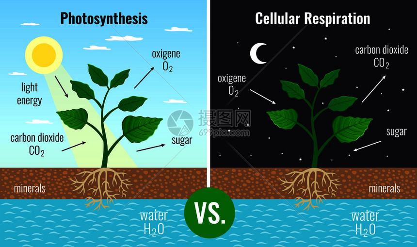 光合作用积累糖细胞呼吸促进所植物的功能白天晚上2教育海报矢量插图图片