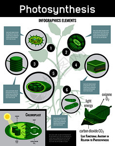 光合作用光能细胞中的食物化过程示意图信息图元素与描述教育海报矢量插图背景图片