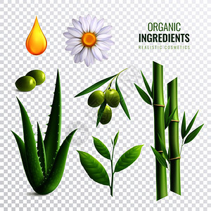 逼真的透明机化妆品成分图标植物油芦荟橄榄矢量插图背景图片