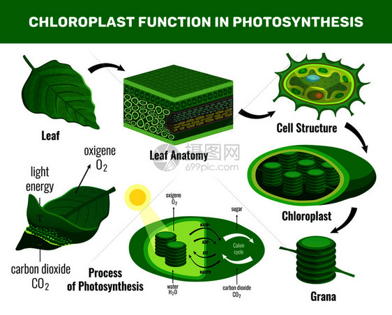 叶绿体将光能化为糖,用于绿色植物细胞食物光合作用信息图元素图式矢量图图片