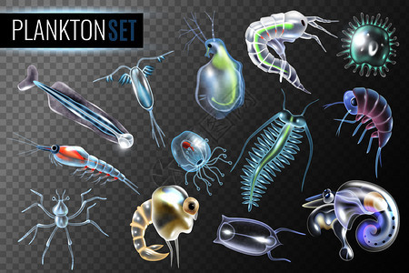浮游生物透明的水蚤,两足磷磷磷虾,浮游植物,水下居民,分离矢量插图图片