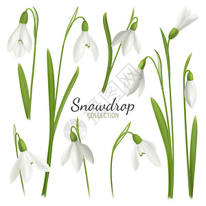 现实的雪滴花集与可编辑的文本图像的2月美人空白背景矢量插图图片