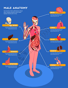 男解剖信息与内脏图标三维等距矢量插图图片