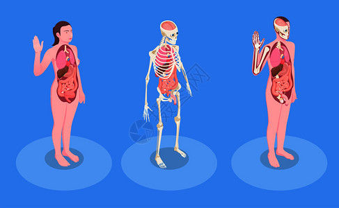 男女人体内脏三维等距矢量图图片