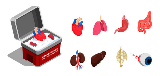 等距图标同的供体人体器官移植分离白色背景三维矢量插图图片