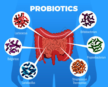 益生菌海报与加强免疫系统符号平矢量插图图片