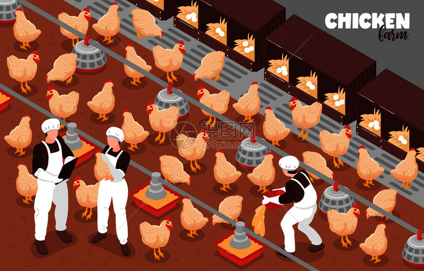 家禽自由经营养鸡场生产等距成与鸟类工人自动喂养系统设备矢量插图图片