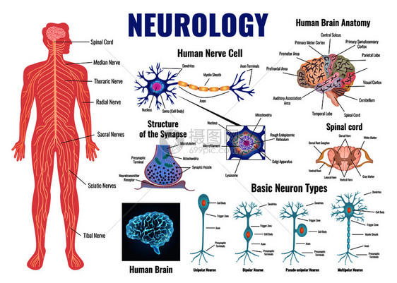 神经学人脑解剖平孤立向量插图图片