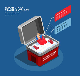 人体器官等距成与供体心脏肾脏医疗容器三维矢量插图图片