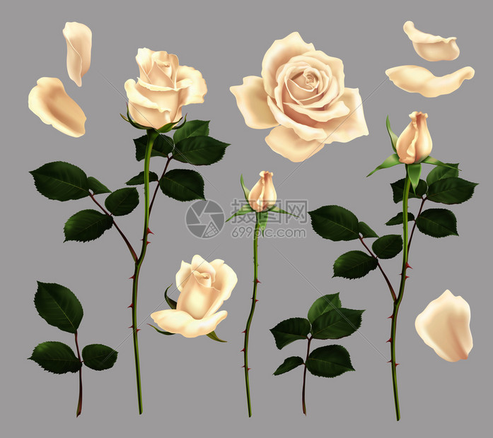 美丽绽放的白色玫瑰花花瓣现实矢量插图图片