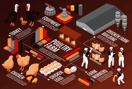 鸡禽场等距流程图海报与肉蛋生产设备,农场工人建筑鸟类矢量插图图片