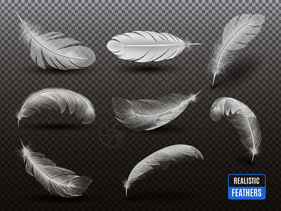 白色羽毛铸造阴影透明的背景,现实单色矢量插图图片