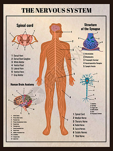 神经学海报与复古复古风格的信息图元素图像的身体内脏可编辑的文本标题矢量插图图片
