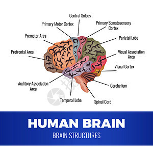 神经学人脑解剖成与人脑区域的示意图图像与可编辑的文本标题矢量插图图片