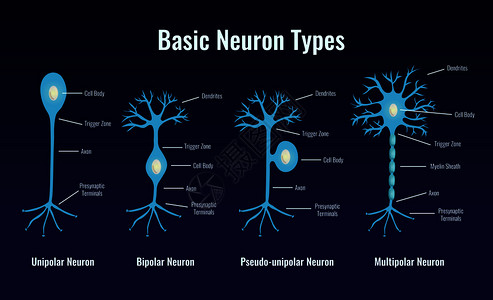 神经学神经元类型成与扁平发光图像的基本神经元细胞与可编辑的文本标题矢量插图背景图片