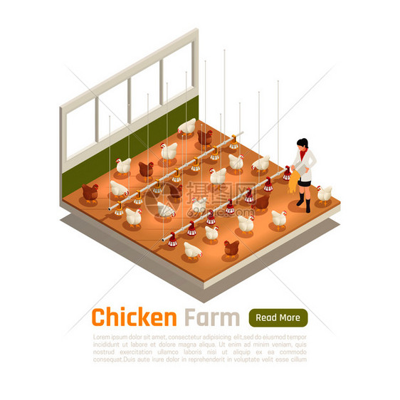现代鸡禽场设施等距元件与自动浇水喂养鸡蛋收集系统矢量插图图片