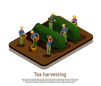 茶叶生产基础种植者手工采摘顶部叶片与芽等距成矢量图来收获植物图片