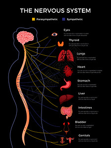 神经学信息成与人类的形状绘制的图像的身体内部部分与文本矢量插图图片