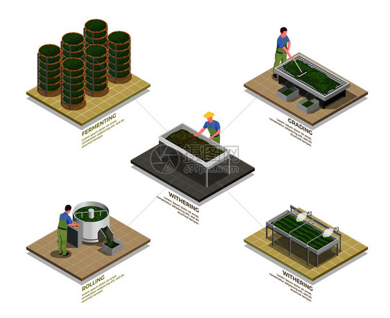 茶工业生产过程5等距信息图元素与枯萎滚动氧化发酵分离矢量图图片