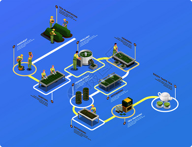 茶产业生产工艺等距流程图与人工林收获分类轧制分级枯萎包装酿造矢量图图片
