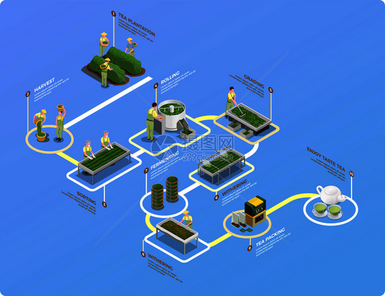 茶产业生产工艺等距流程图与人工林收获分类轧制分级枯萎包装酿造矢量图图片