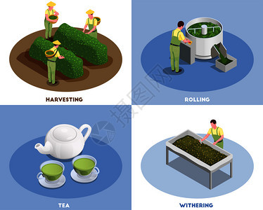 茶叶生产4等距成与收获滚动枯萎新鲜酿造绿色饮料矢量插图图片