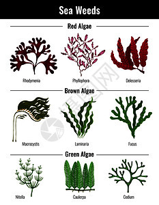 红棕色绿藻海藻收集植物教育信息海报与层粘连藻扁平矢量插图图片
