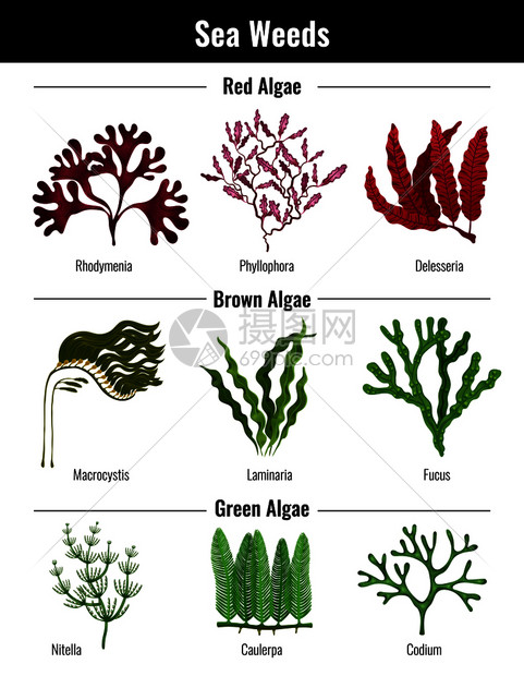 红棕色绿藻海藻收集植物教育信息海报与层粘连藻扁平矢量插图图片