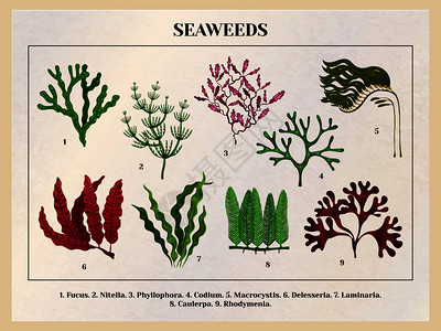 海藻收集植物教育图表海报教程与红棕色绿藻物种背景复古矢量插图图片