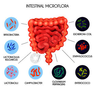 真实的人体内脏肠道菌群细菌大肠葡萄球菌产气荚膜梭菌乳酸杆菌等描述载体图示图片